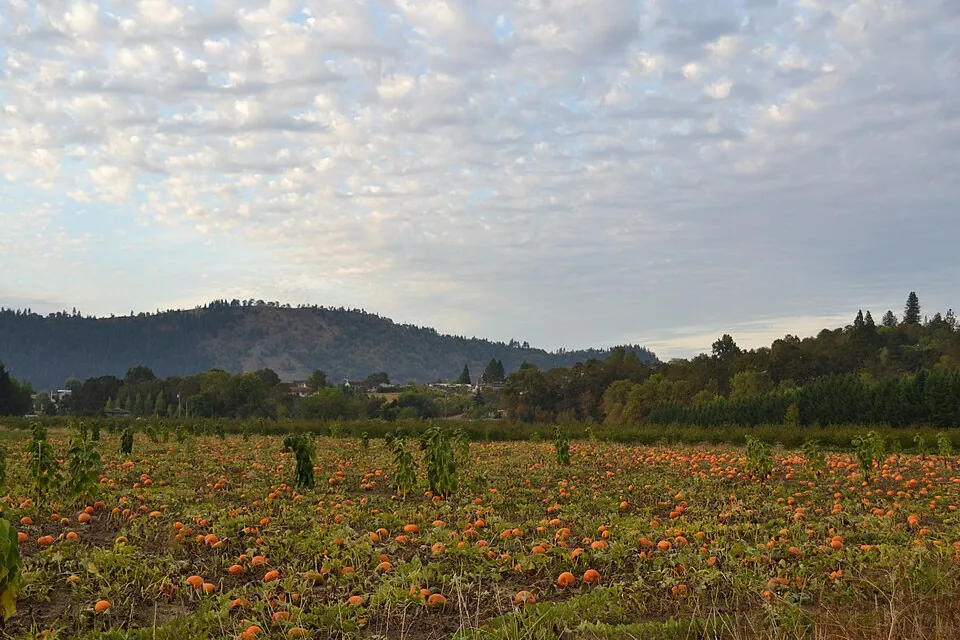 A large pumpkin field with orange pumpkins spread across the rows, hills in the distance