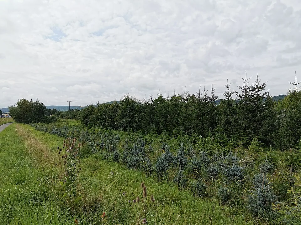 Rows of trimmed evergreen Christmas trees growing in a grassy field