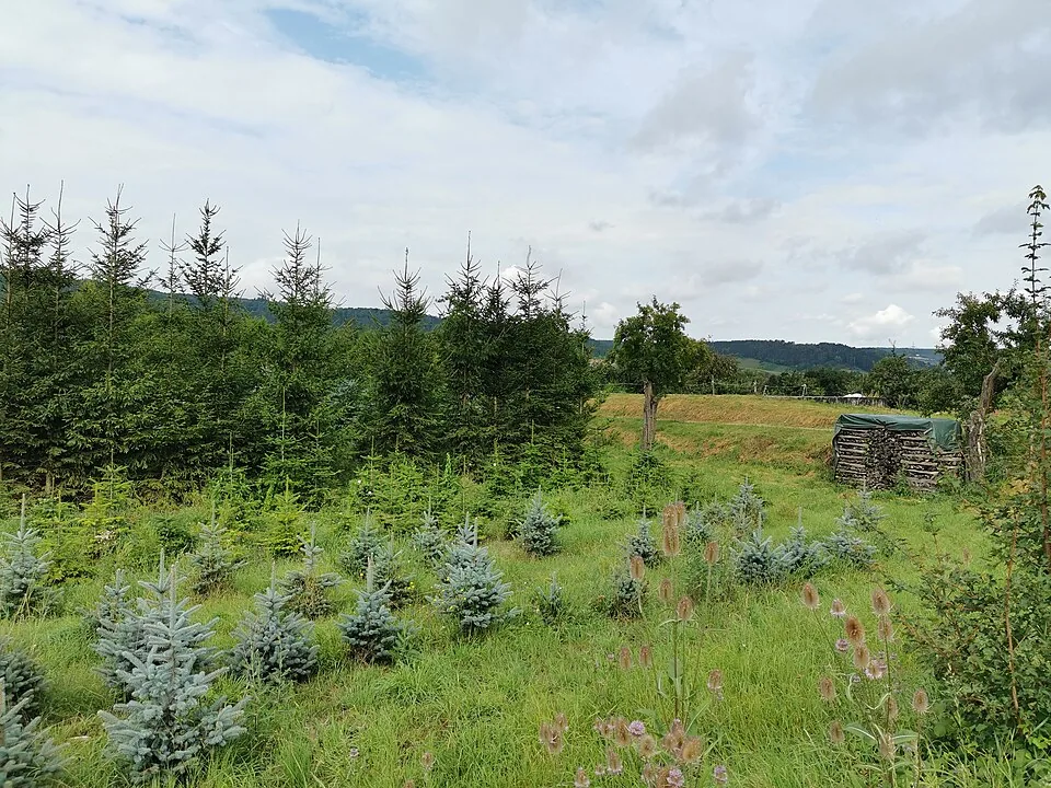 Young evergreen tree saplings growing in a grassy nursery field